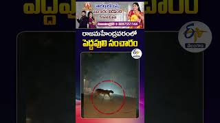 Exclusive Visuals of Tiger Roaming | Rajamahendravaram NH