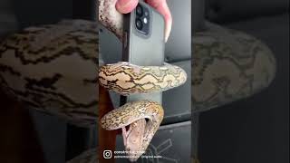 Snakes Misbehaving Badly!