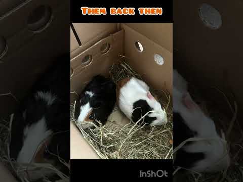 Peggy and Oreo! Then VS Now