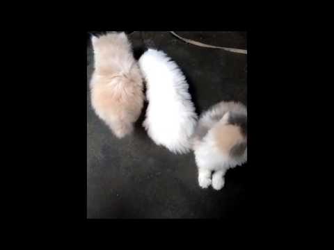 Funny | Baby Cat | Cute Baby Cats by zarfiTech