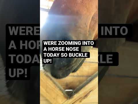 Magic school bus zooming into a horses nose