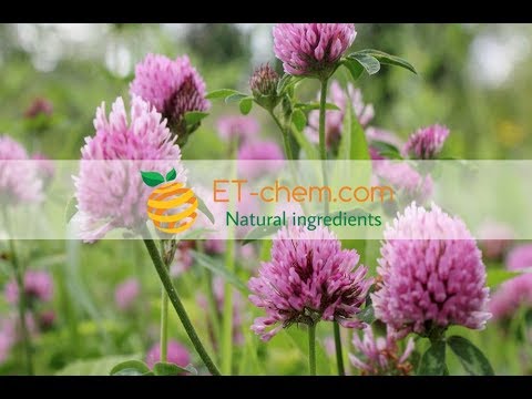 Red Clover extracts,Trifolium pratense extracts,Red clover herb dry extracts,benefits