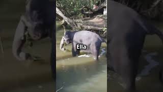 Animals learning part -1 | #kidslearning #kidseducation #educationalfun | DA-kids  stories