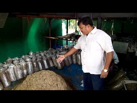 Oyster Mushroom Bed filling with MACHINE, First time in India by MAHAGRO INDIA