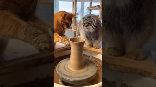 Eysha mat karo kitty cat🤣 #funny #trending #cat