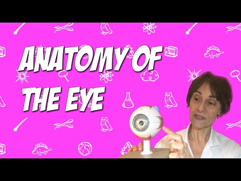 Anatomy of the Eye