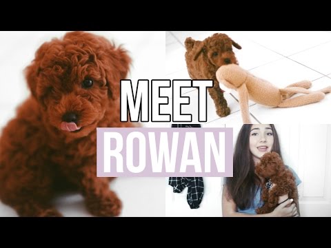 MEET MY NEW PUPPY! | Jenna Rosabelle