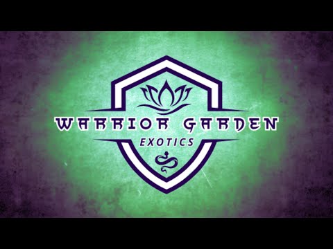 The End of Straight Blast Pythons! Introducing Warrior Garden Exotics!