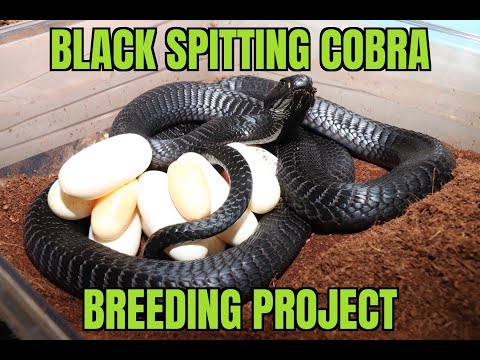 Black Spitting Cobra (Naja nigricincta woodi) breeding project