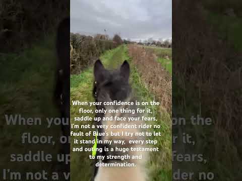 #confidence #equestrian #horse #cobscan #riding #horselover #thelittlecobthatcan
