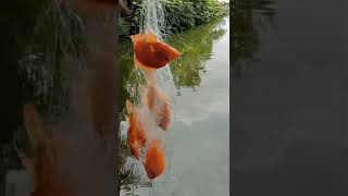 Rekor Mancing Jaring Enam Ekor Nila Merah Nyangkut #Shorts