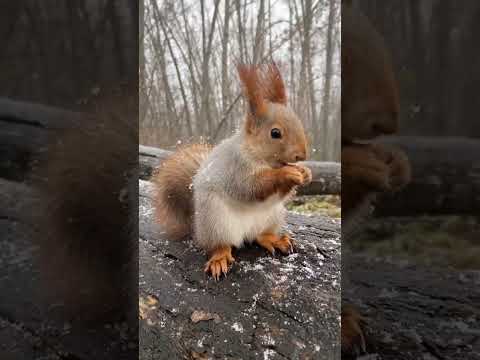 #squirrel #calmdown #music
