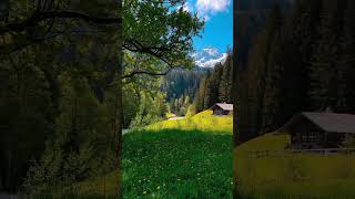 Cabin in the Mountains #shorts #cabin #mountains