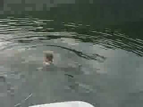 Raystown Wakeboarding