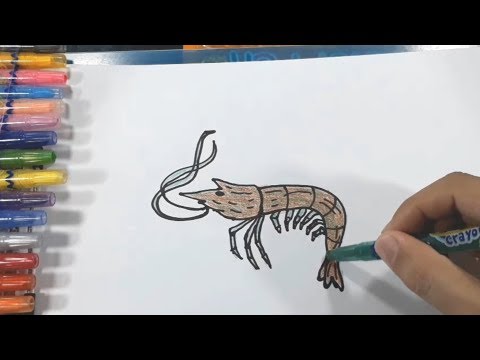 Baby Drawing And Coloring Shrimp