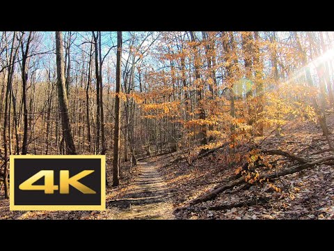 Virtual Walk through a Mountain Forest with Nature Sounds -- 4K Virtual Walk (Sugarloaf Mountain)
