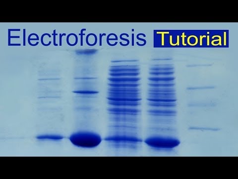Protein electrophoresis (tutorial). Scientific outreach (IQOG-CSIC)