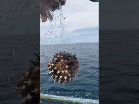 pufferfish #amazing #pufferfish #poisonousfish
