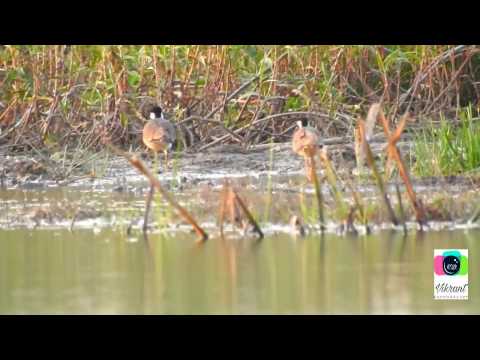 Black francolin