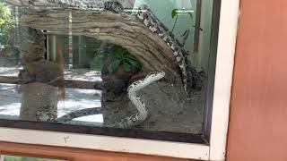Rock Python in action #snake#monster #Short #Mysore #zoo #live #Closeup