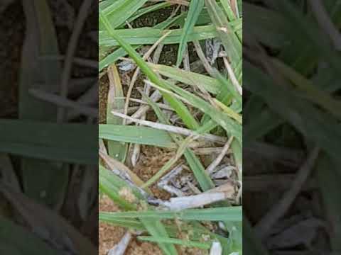 Grass zoom by s7 samsung