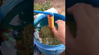 Additional Oxygen for Tilapia using Venturi / Cleaned Biofilter