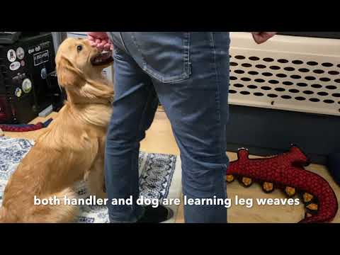 Dog Tricks: Starting Leg Weave (8mon)