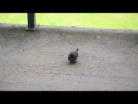 Our pet eating breakfast (stress busting)