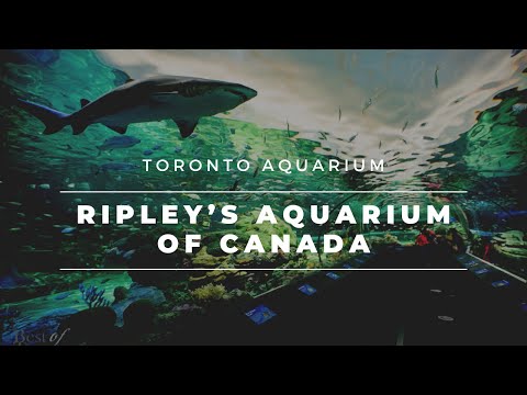 Toronto Aquarium, Ripley's Aquarium , Jul 2020 , Canada