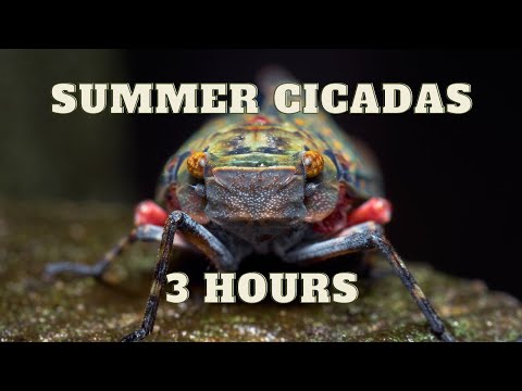 Cicada Sound | 3 Hours of Cicada Noise | Nature Sounds
