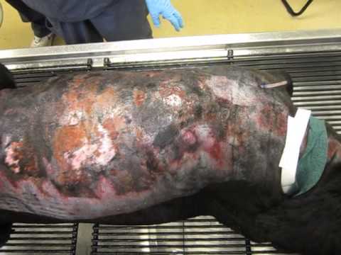 Extensive burns in a dog after hiking in the desert
