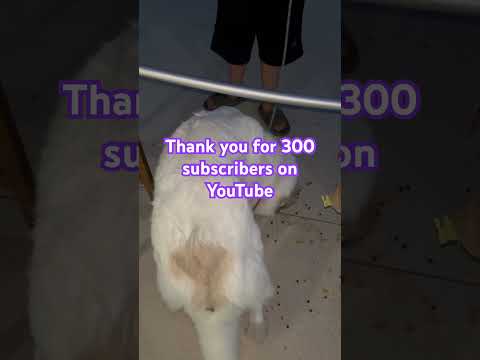 Thank you for having 300 subscribers on YouTube 