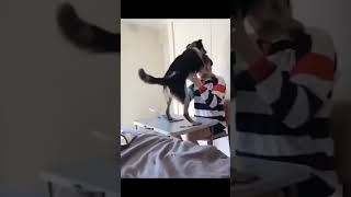 Vidéos d'animaux drôles 2022 😂 - Vidéos de chiens et de chats les plus drôles 😺😍 - Compilation
