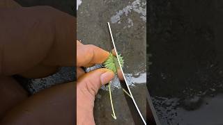 Visual matches Amazing fruit for cutting #ytshorts #visualmatches #trending #fruit #popular