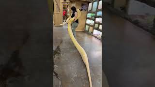 Some days are calm ☺️ others, I’m dragging a 100+ pound reticulated python 🐍