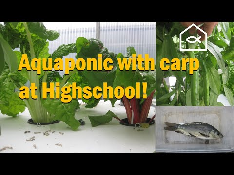 Aquaponic System Upgrade: Multi-Loop Design, Sludge Mineralization & Carp Growth (2015)