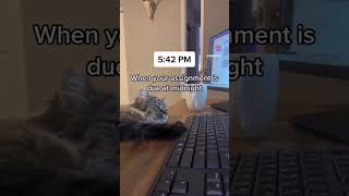 Write an Essay During Final Exam week #shorts #finalexams #essay  #college ay