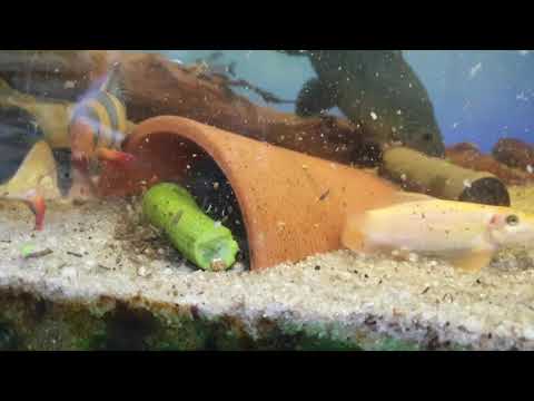 Clown loaches feeding frenzy.