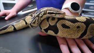Our $600 pastel Ball python.  Our first proven breeder!