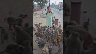 Shyam Teri Bansi pagal kar Jati hai #giriraj #goverdhan #shorts #latest #kanaiyanabhajan #monkey