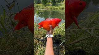 Unbelievably FAT Wild Goldfish!