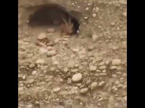 Physics? Not for me. I am a goat.