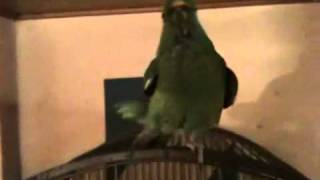 Parrot singing - Andrea synger 1 - amazone