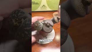 The Plant That Mimics Rocks to Survive #Shorts #Facts #DidYouKnow #QuickFacts