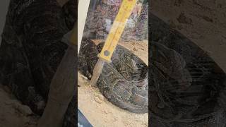 #pythons #python #snakes #reptiles #snakesofinstagram #snake #ballpython #pythonsofinstagram #india