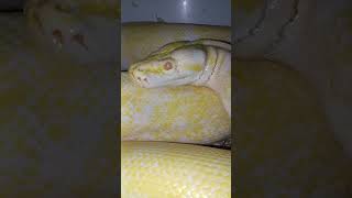 angry hissing Burmese python but he's  sweet #burmese #python #bigpython #follow #usesound