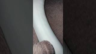 #snake #viralvideo #foryou #reptiles #animals #fypシ#piedballpython