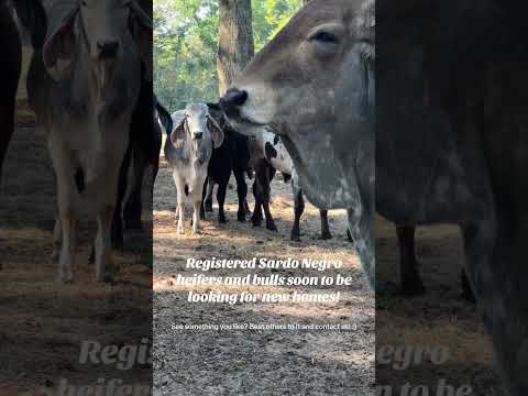 Registered Sardo Negro heifers/bulls soon to be available #sardonegro #exoticcows #brahman #inducow