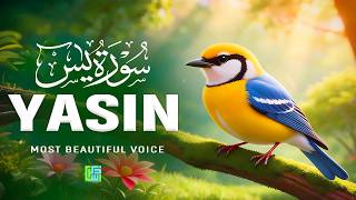 Surah Yaseen (سورة يس) | Heart-Touching Quran Recitation to Soothe the Soul #quranforsleep