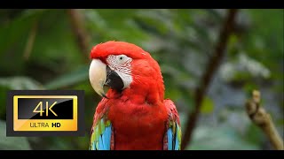 4k video (ultra hdr 60 fps) micro animals cute video
